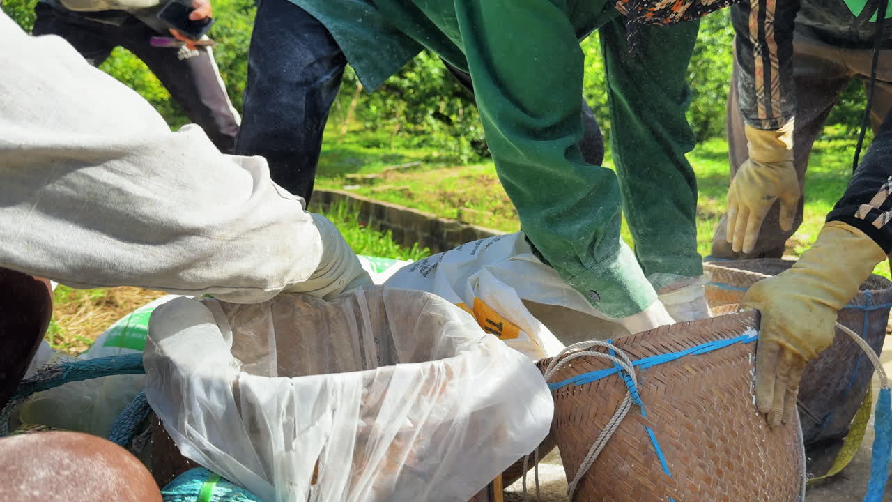 Contadini che indossano guanti protettivi preparano polvere di calce agricola dopo la raccolta delle prugne a Moc Chau, Vietnam, processo sicuro di potatura post-raccolta e trattamento del suolo