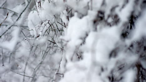 Primer-Plano-De-Ramas-Nevadas-Recién-Cubiertas