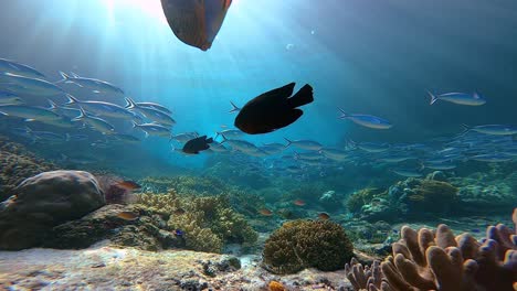 Impresionante-Toma-De-Trípode-Submarino-De-Un-Arrecife-De-Coral-Saludable-Con-Muchos-Peces-Y-Rayos-De-Sol-Que-Penetran-En-La-Superficie