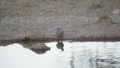 Eine-Einsame-Kap-Turteltaube-Trinkt-Aus-Einem-Wasserloch-Und-Fliegt-Davon