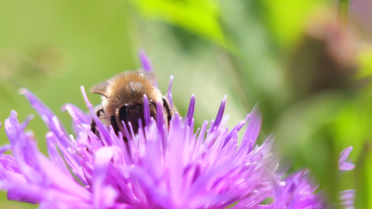 abeja silvestre recolectando polen de flor morada al aire libre durante la luz del sol