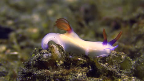 Nacktschnecke-Hypselodoris-Bullockii-Weiße-Version-Mit-Violettem-Rand,-Hörnern-Und-Kiemen-Halbnah-Auf-Sandigem-Untergrund