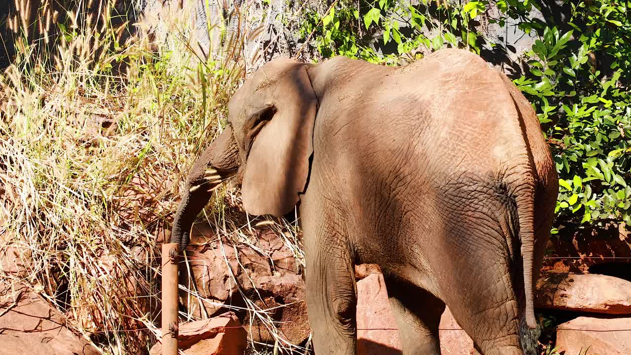 el elefante come plantas en un recinto del zoológico