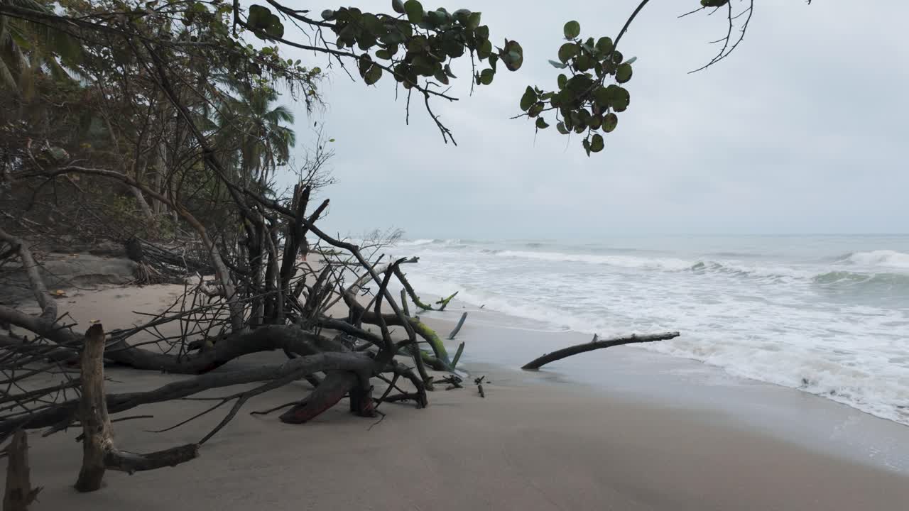 Slow establishing shot of dead trees and roots upturned on Palomino beach