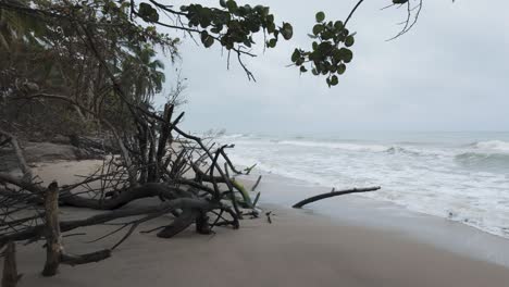 Langsame-Einstellung-Von-Toten-Bäumen-Und-Umgedrehten-Wurzeln-Am-Strand-Von-Palomino