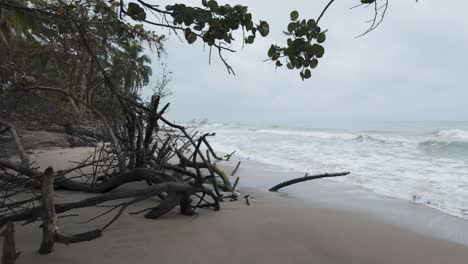 slow establishing shot of dead trees and roots upturned on palomino beach