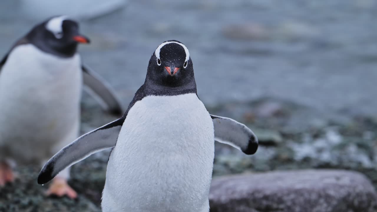 pingüinos gentoo en la orilla