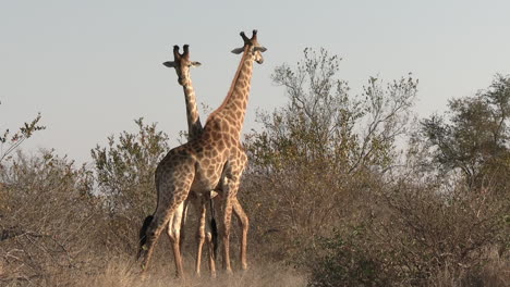 male giraffe couple necking in wilderness of africa, animals in natural habitat