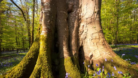 time lapse of bluebells forest during spring time in natural park in ireland