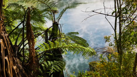 toma de arriba hacia abajo de árboles de helecho en crecimiento y humo que se eleva del lago hirviendo a la luz del sol - lago de sartén, nz