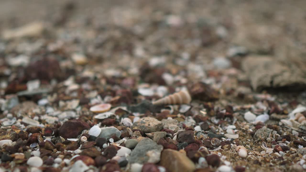 Close-up de Praia com Seixos e Conchas