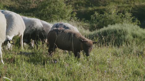 Familie-Von-Hausschafen,-Die-Im-Sommer-Auf-Der-üppigen-Wiese-In-Den-Bergen-Grasen-Und-Fressen