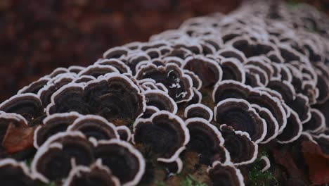 mushrooms growing on falled tree