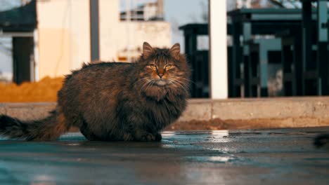 homeless gray cat on the street eat food in early spring