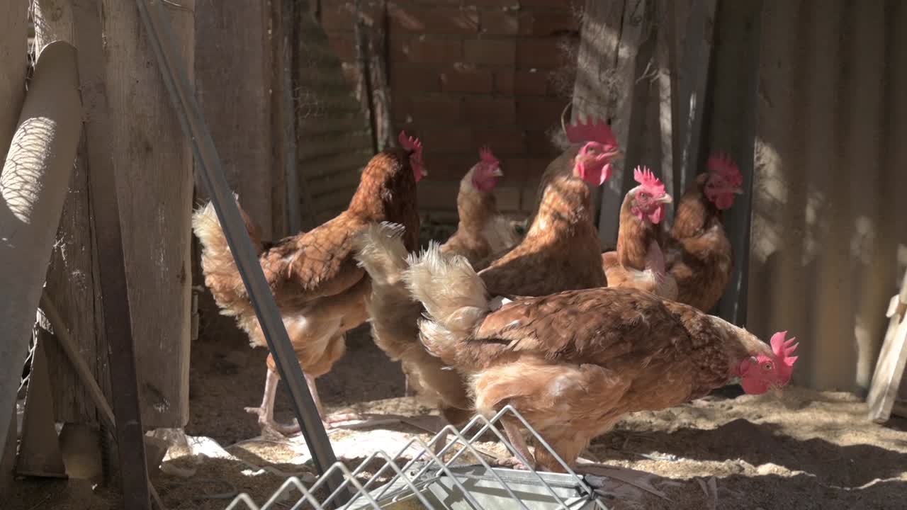 Brown chickens in a rustic enclosure enjoying warm sunlight, showing a peaceful farm setting