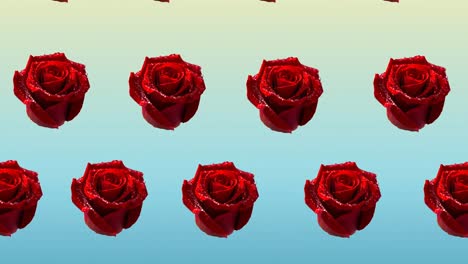 Composition-of-rows-of-red-roses-moving-on-blue-background