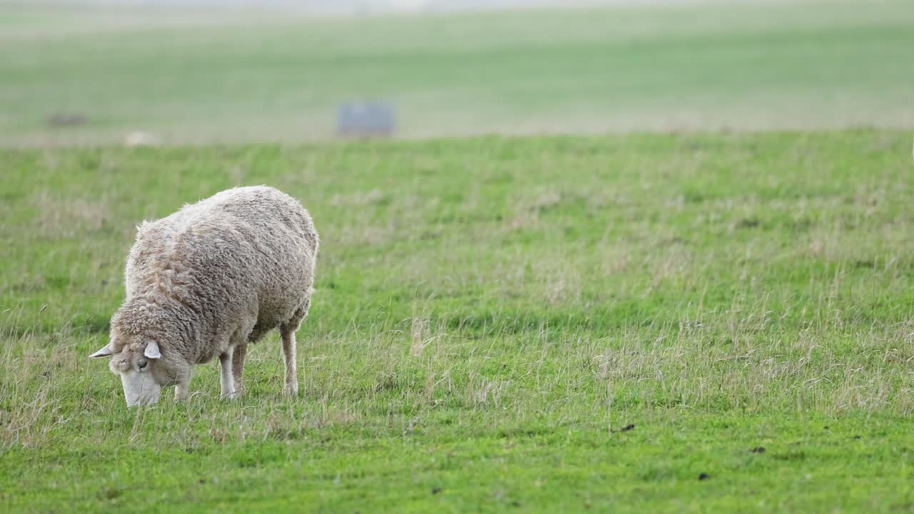 울창 한 초록  에서 양 들 이 먹이 를 먹고 있다