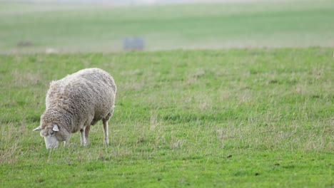 una oveja pastando en un campo verde exuberante