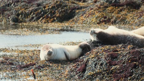 harbor seals sleeping under the sunlight at ytri tunga beach in iceland