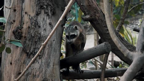 Mapache-Cangrejero-O-Mapache-Sudamericano-En-El-Bosque---Plano-General