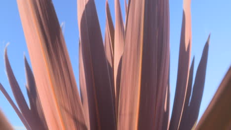 palmera de repollo en primer plano, moviéndose en el viento en una soleada tarde de otoño