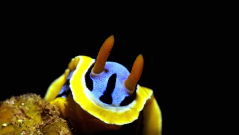 chromodoris elisabethina nudibranch bahía de manado 25 fps 4k caracol de mar