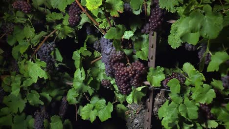 viñedo de uvas en la noche