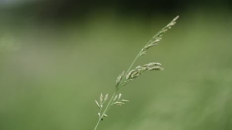 Primer-Plano,-Verde,-Hierba,-Viento,-Ventoso,-País,-Granja,-Agricultura,-Agricultor,-Tierra,-Campo,-Verano,-Tormenta,-Planta,-Crecer,-Creciente,-Crecimiento,-Orgánico,-Natural,-Naturaleza