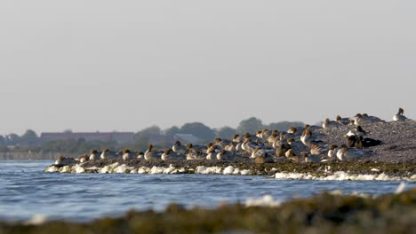 wide shot goosander bird colony at otterby, öland