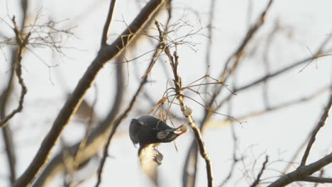 Vista-De-Un-Pájaro-Estornino-De-Mejillas-Blancas-Tratando-De-Obtener-Fruta-De-Un-árbol-Y-Luego-Cayó-En-El-Bosque-Cerca-De-Tokio,-Japón---Cerrar