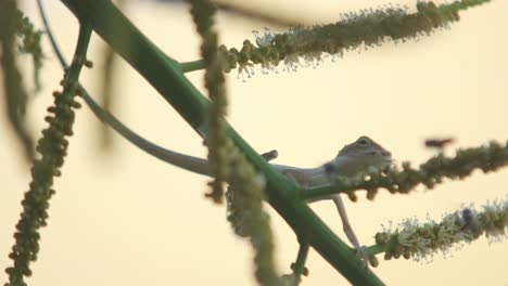 lagarto atrapa y come abeja melífera que está recolectando polen