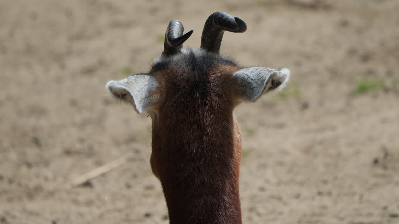 vista desde atrás de la cabeza y el cuello de la gacela en el zoológico
