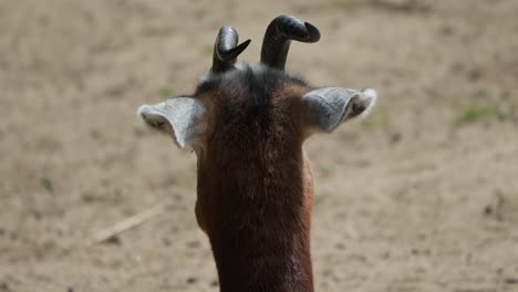 view from behind of gazelle head and neck at zoo