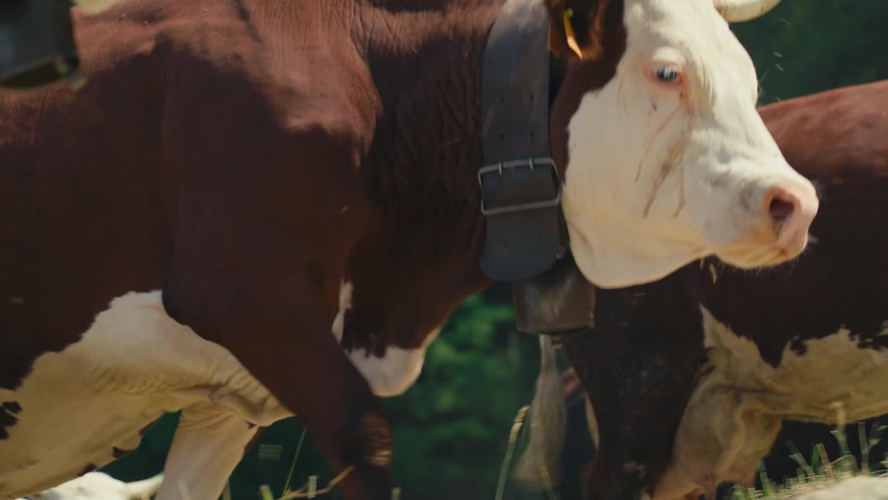 Ground-level close-up of a herd of dairy cows walking past, capturing hooves, legs, udders and heads in motion, highlighting livestock farming and rural agricultural life.
