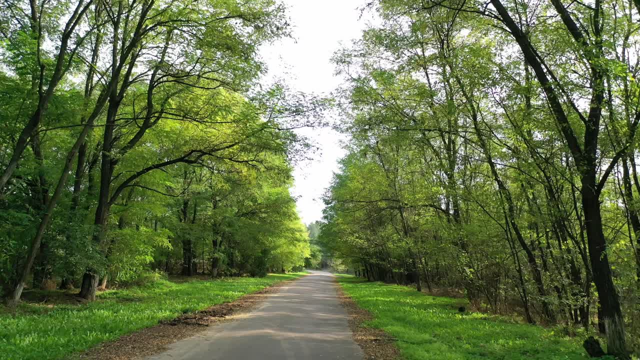 Road in forest. Travelling on road with green trees from both sides. Driving on empty asphalt road passing through forest in sunny summer day. View from the car.