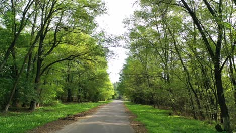 road in forest. travelling on road with green trees from both sides. driving on empty asphalt road passing through forest in sunny summer day. view from the car.