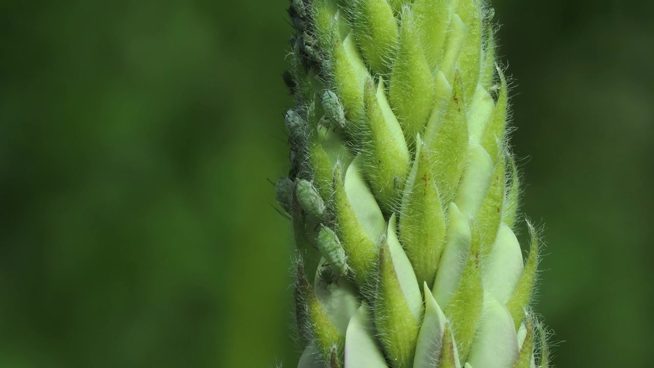 Koloni av Macrosiphum albifrons som äter på lupinblommor