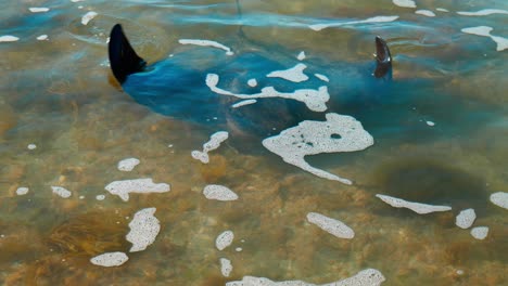 Get-up-close-and-personal-with-the-mesmerizing-grace-of-a-Stingray