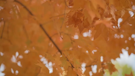 woman in mint beanie looks upward in quiet admiration at vibrant orange autumn leaves, soft focus highlights mood of reflection in tranquil seasonal forest under cloudy daylight