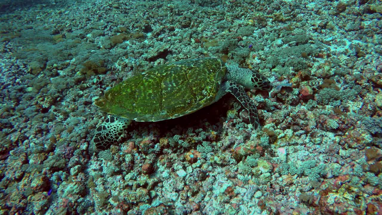 Incredible green turtle covered in sea moss on the ocean floor