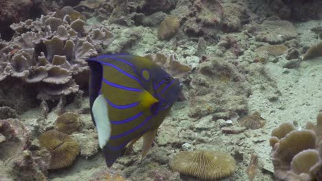 Blue-Ring-Angelfish-swimming-away-and-turning-towards-camera-at-Koh-Tao,-Thailand