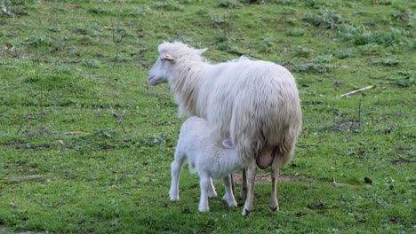 hungry white lamb drinking milk from its sheep mother in sardinia, italy