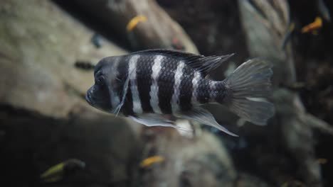 un pez tropical de rayas blancas y negras flotando suavemente en un hermoso acuario