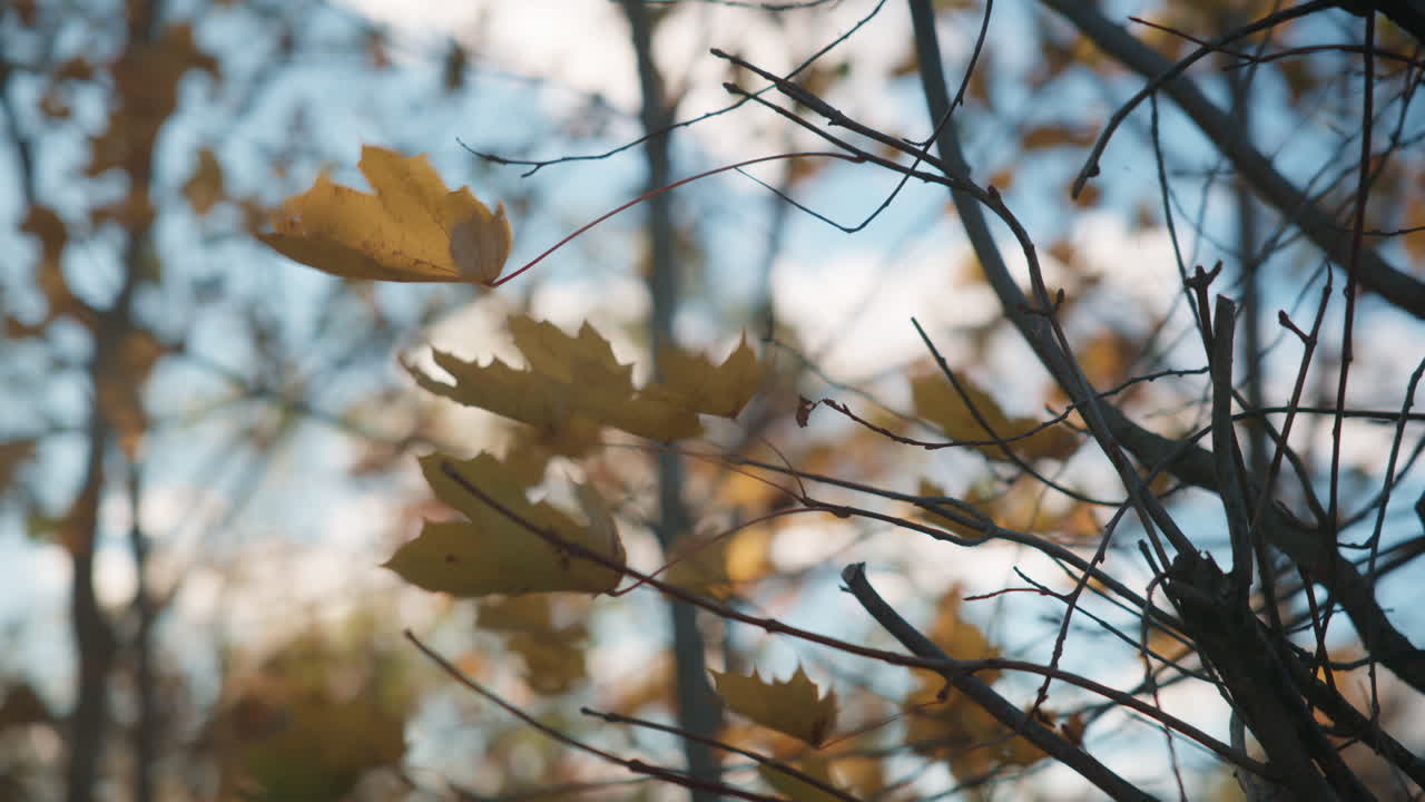 Small leaves are swaying with the wind and holding on the the branches on a cold October day