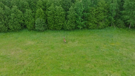 Aerial-establishing-shot-of-male-Red-deer-running-across-the-fresh-green-agricultural-field,-sunny-summer-morning,-wide-birdseye-drone-tracking-shot-moving-forward