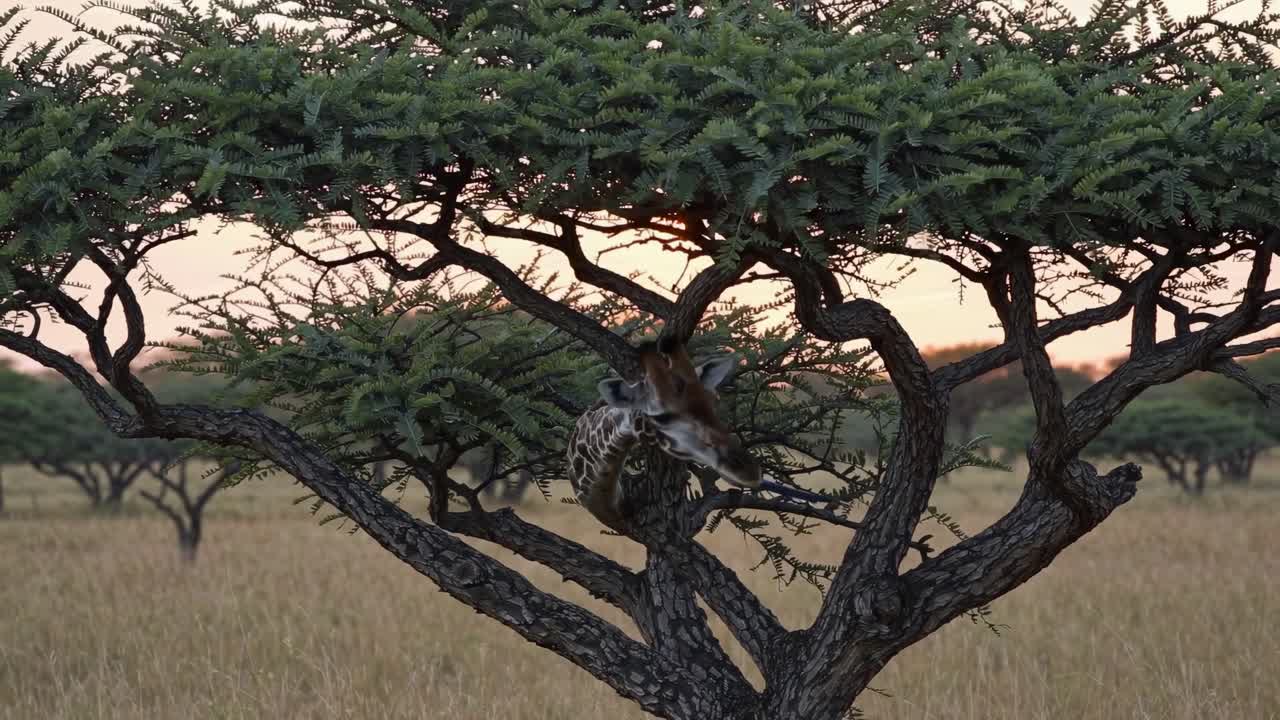 Giraffe in a Tree at Sunrise/Sunset