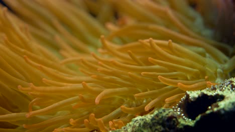 orange sea anemone with tentacles moving in fresh ocean water