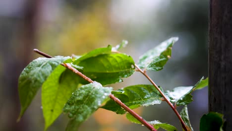 primer plano de nevadas en el árbol del cielo en el invierno anterior en cachemira