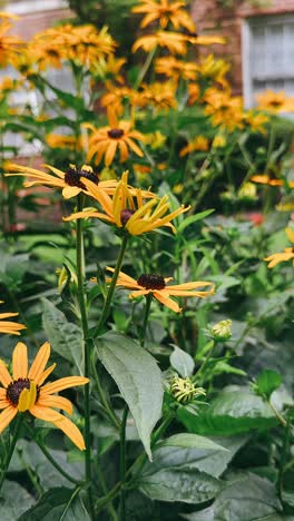 close-up of black-eyed susans