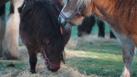 two ponies eat hay and one of them tries to bite the other